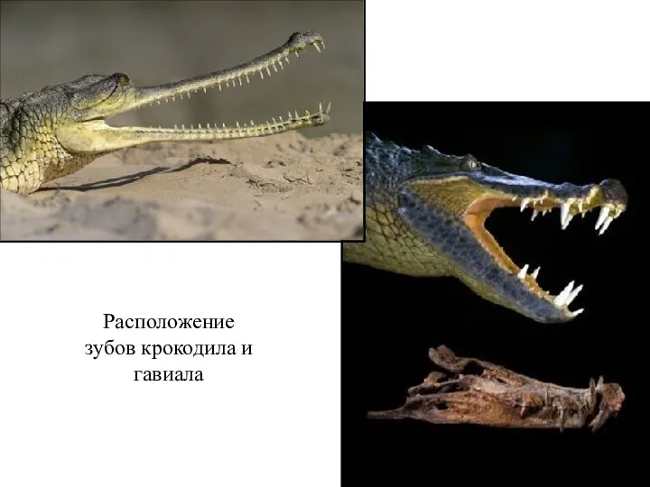 Расположение зубов крокодила и гавиала