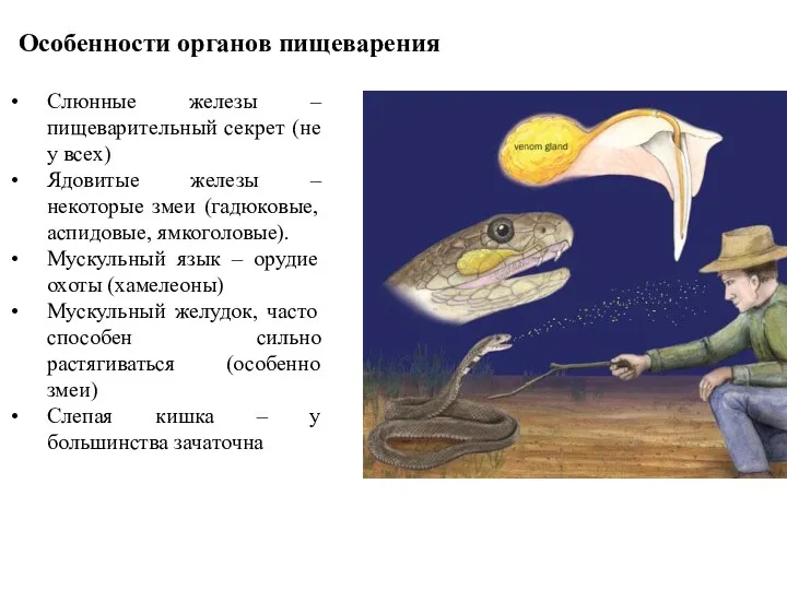 Особенности органов пищеварения Слюнные железы – пищеварительный секрет (не у всех) Ядовитые железы