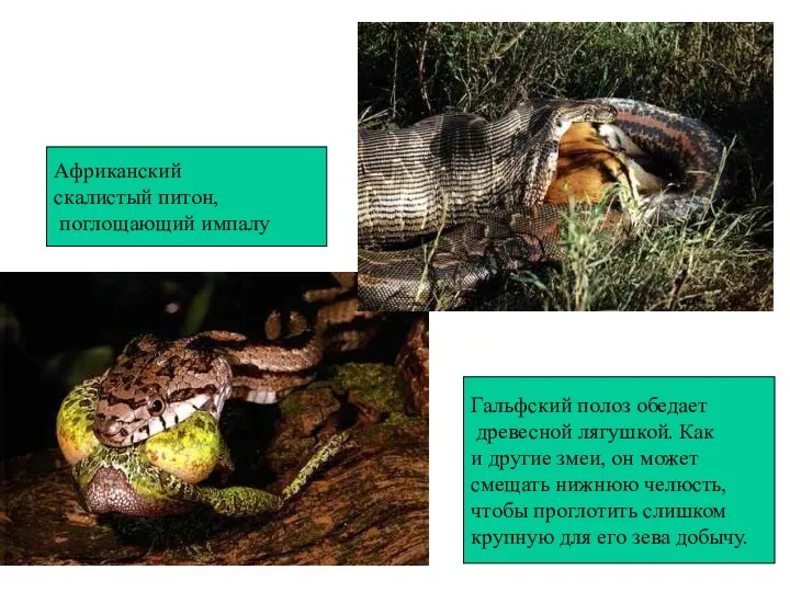 Гальфский полоз обедает древесной лягушкой. Как и другие змеи, он может смещать нижнюю