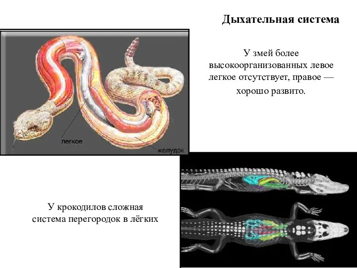 Дыхательная система У змей более высокоорганизованных левое легкое отсутствует, правое — хорошо развито.