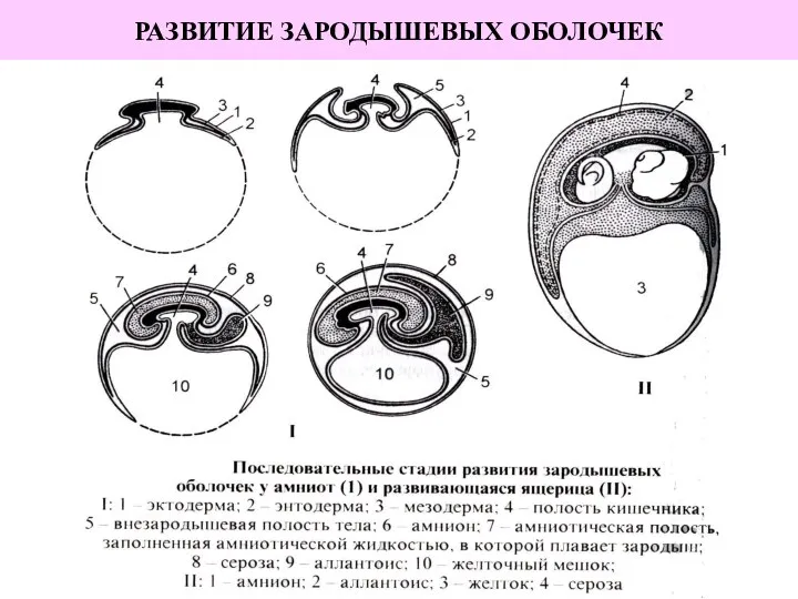 РАЗВИТИЕ ЗАРОДЫШЕВЫХ ОБОЛОЧЕК