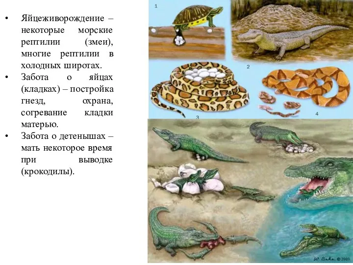 Яйцеживорождение – некоторые морские рептилии (змеи), многие рептилии в холодных широтах. Забота о