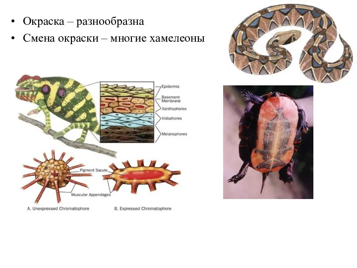 Окраска – разнообразна Смена окраски – многие хамелеоны