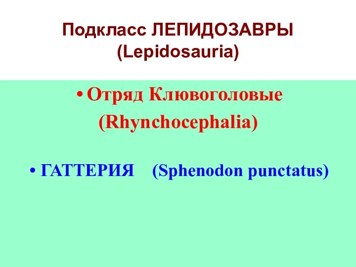 Подкласс ЛЕПИДОЗАВРЫ (Lepidosauria) Отряд Клювоголовые (Rhynchocephalia) ГАТТЕРИЯ (Sphenodon punctatus)