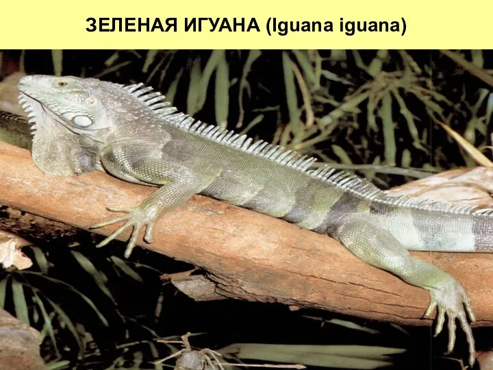 ЗЕЛЕНАЯ ИГУАНА (Iguana iguana)