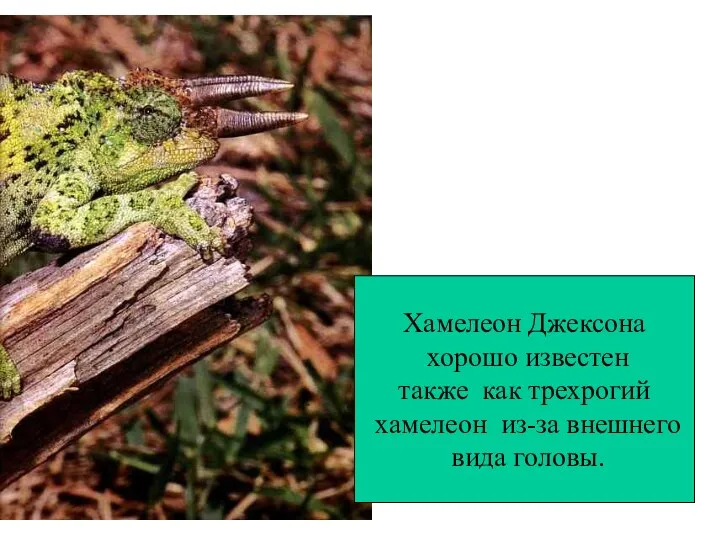 Хамелеон Джексона хорошо известен также как трехрогий хамелеон из-за внешнего вида головы.