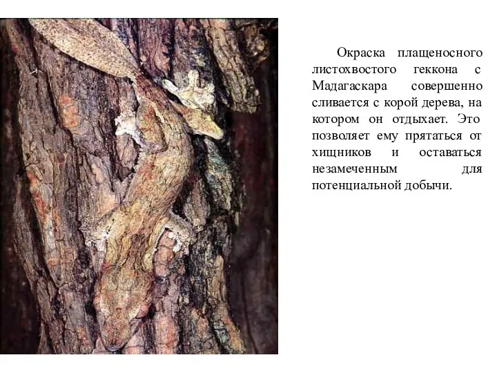 Окраска плащеносного листохвостого геккона с Мадагаскара совершенно сливается с корой дерева, на котором