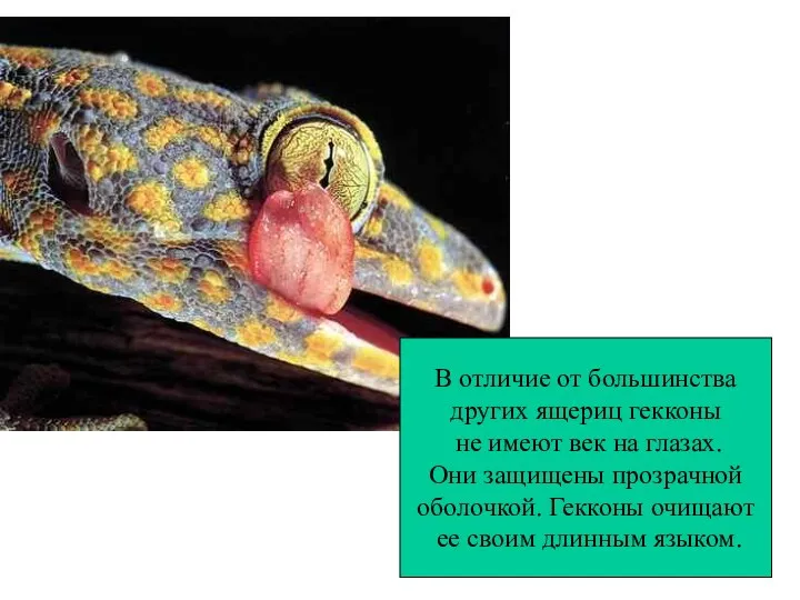 В отличие от большинства других ящериц гекконы не имеют век на глазах. Они