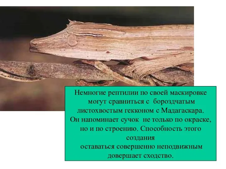 Немногие рептилии по своей маскировке могут сравниться с бороздчатым листохвостым гекконом с Мадагаскара.