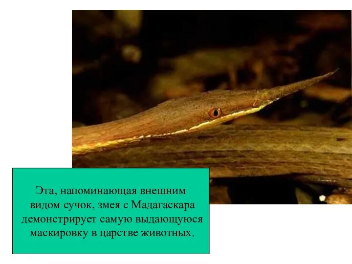 Эта, напоминающая внешним видом сучок, змея с Мадагаскара демонстрирует самую выдающуюся маскировку в царстве животных.