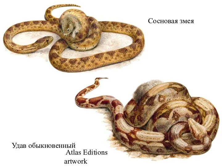 Сосновая змея Удав обыкновенный Atlas Editions artwork
