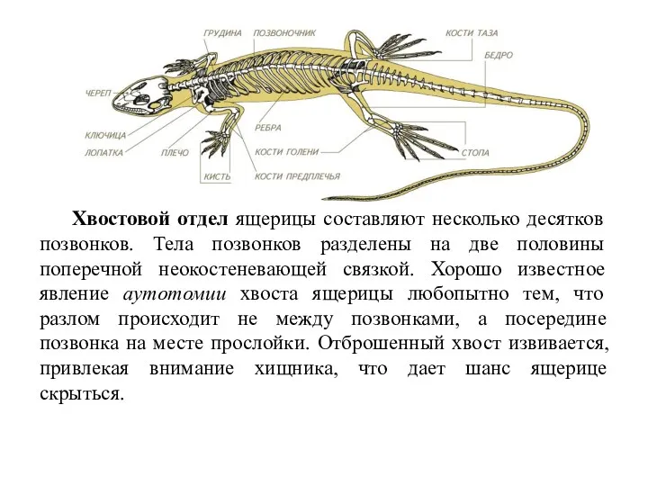 Хвостовой отдел ящерицы составляют несколько десятков позвонков. Тела позвонков разделены на две половины