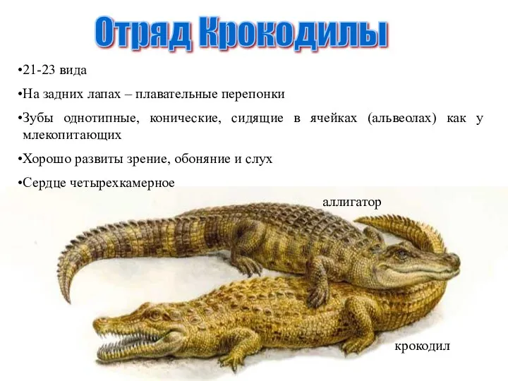 Отряд Крокодилы крокодил аллигатор 21-23 вида На задних лапах – плавательные перепонки Зубы