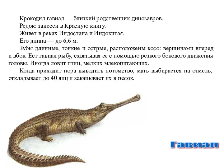 Гавиал Крокодил гавиал — близкий родственник динозавров. Редок: занесен в Красную книгу. Живет