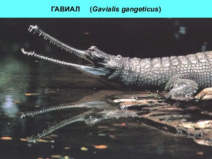 ГАВИАЛ (Gavialis gangeticus)