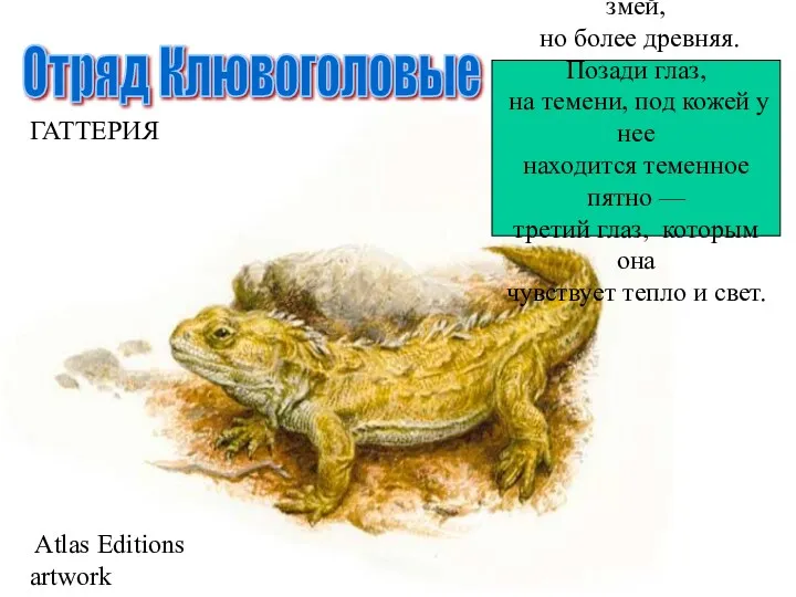ГАТТЕРИЯ Родственница ящериц и змей, но более древняя. Позади глаз, на темени, под