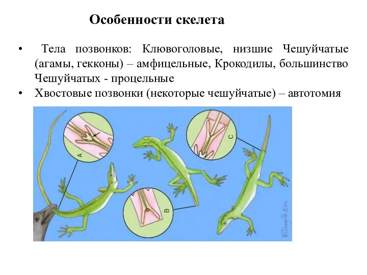 Особенности скелета Тела позвонков: Клювоголовые, низшие Чешуйчатые (агамы, гекконы) – амфицельные, Крокодилы, большинство