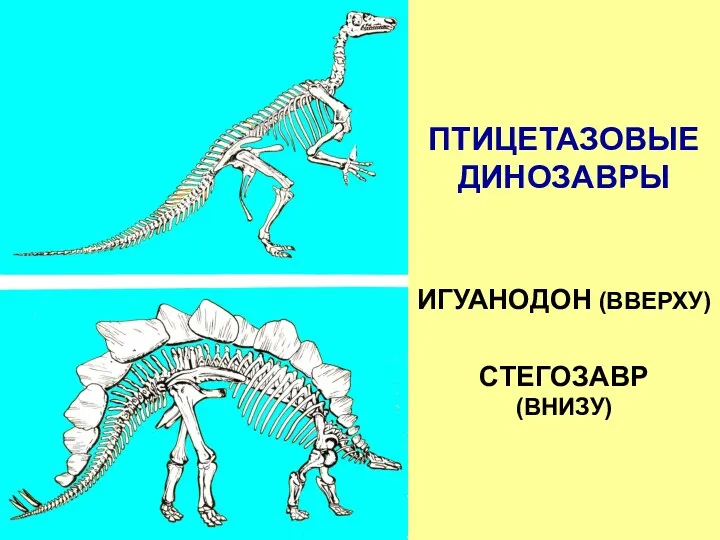 ПТИЦЕТАЗОВЫЕ ДИНОЗАВРЫ ИГУАНОДОН (ВВЕРХУ) СТЕГОЗАВР (ВНИЗУ)