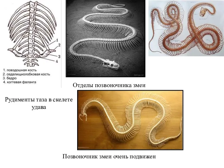 Рудименты таза в скелете удава Отделы позвоночника змеи Позвоночник змеи очень подвижен
