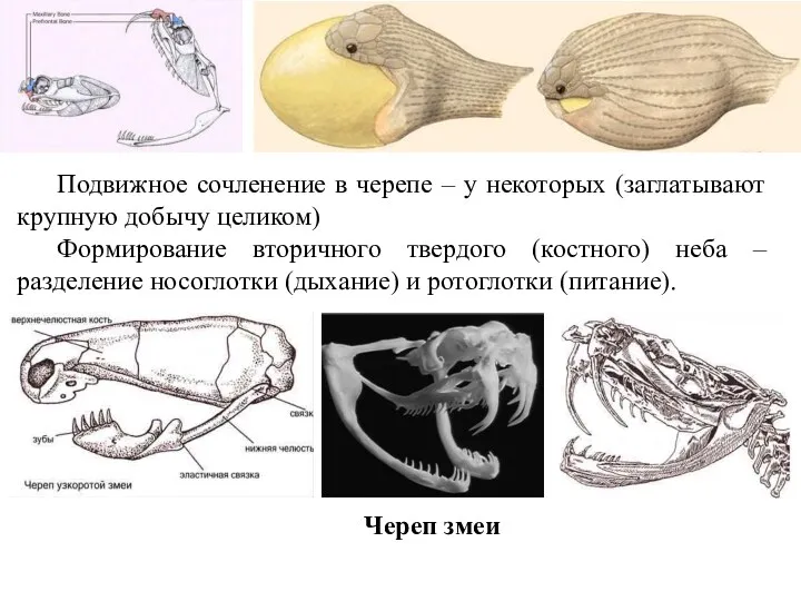 Череп змеи Подвижное сочленение в черепе – у некоторых (заглатывают крупную добычу целиком)