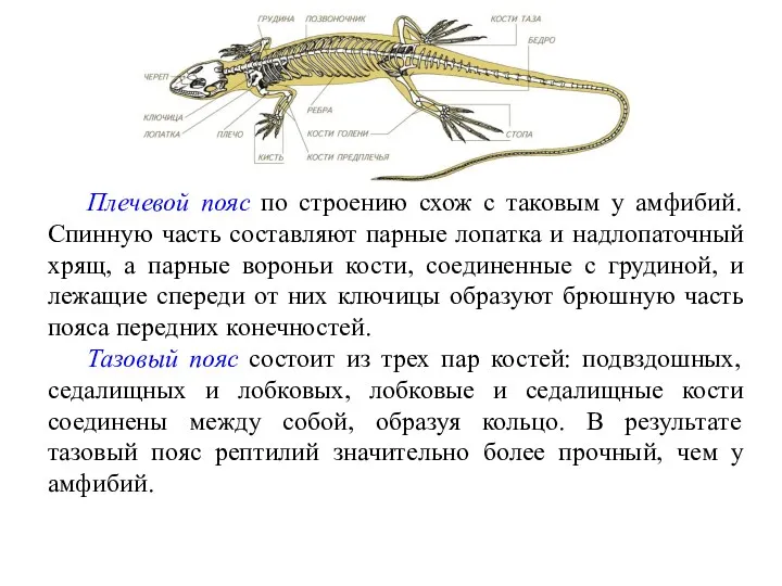 Плечевой пояс по строению схож с таковым у амфибий. Спинную часть составляют парные