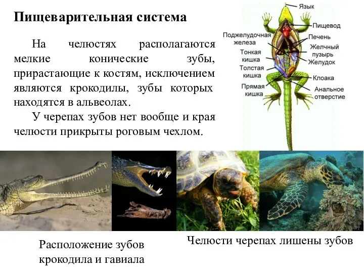 На челюстях располагаются мелкие конические зубы, прирастающие к костям, исключением являются крокодилы, зубы