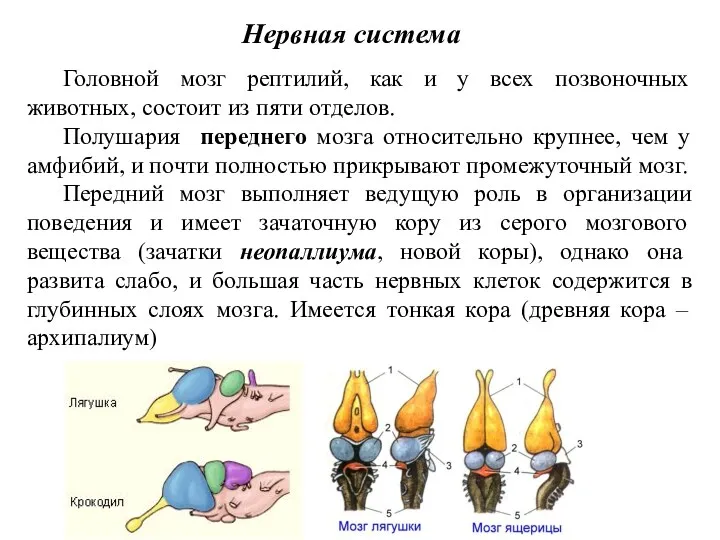 Головной мозг рептилий, как и у всех позвоночных животных, состоит