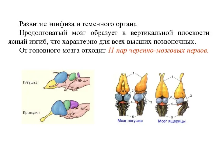 Развитие эпифиза и теменного органа Продолговатый мозг образует в вертикальной плоскости ясный изгиб,