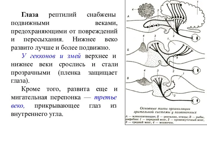 Глаза рептилий снабжены подвижными веками, предохраняющими от повреждений и пересыхания.