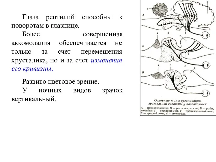 Глаза рептилий способны к поворотам в глазнице. Более совершенная аккомодация