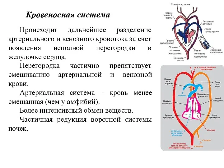 Происходит дальнейшее разделение артериального и венозного кровотока за счет появления неполной перегородки в