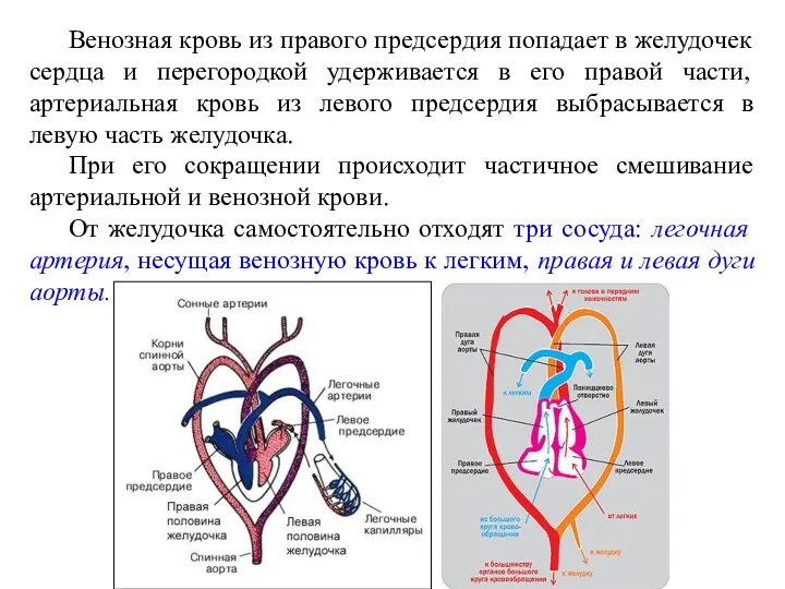 Венозная кровь из правого предсердия попадает в желудочек сердца и