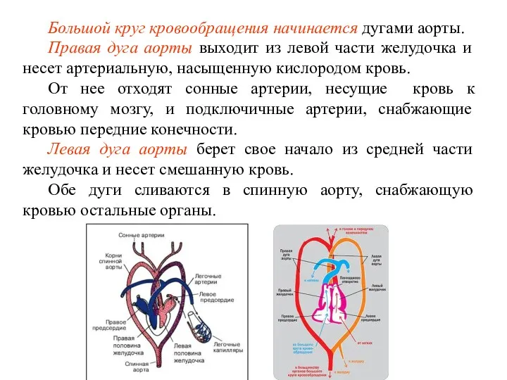 Большой круг кровообращения начинается дугами аорты. Правая дуга аорты выходит из левой части