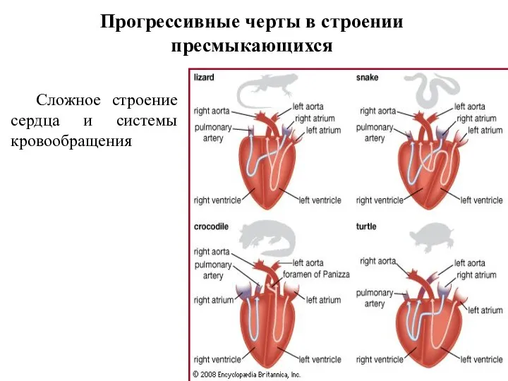 Прогрессивные черты в строении пресмыкающихся Сложное строение сердца и системы кровообращения