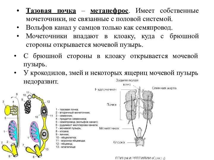 Тазовая почка – метанефрос. Имеет собственные мочеточники, не связанные с половой системой. Вольфов