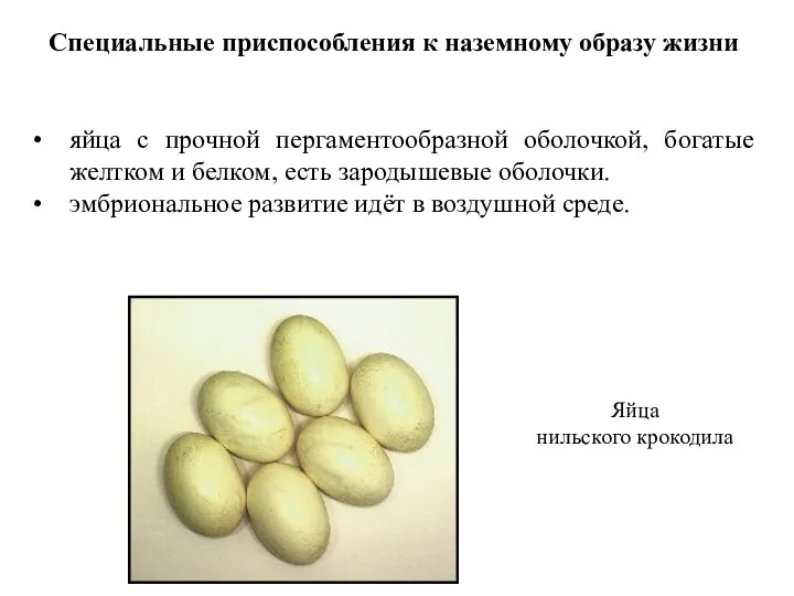 Специальные приспособления к наземному образу жизни яйца с прочной пергаментообразной оболочкой, богатые желтком