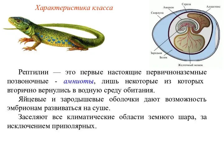 Характеристика класса Рептилии — это первые настоящие первичноназемные позвоночные - амниоты, лишь некоторые