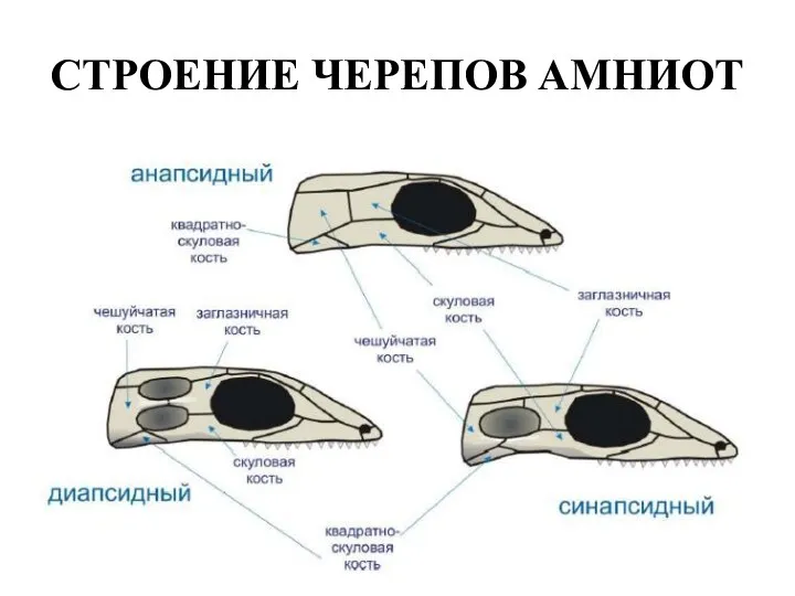 СТРОЕНИЕ ЧЕРЕПОВ АМНИОТ