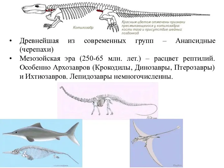 Древнейшая из современных групп – Анапсидные (черепахи) Мезозойская эра (250-65