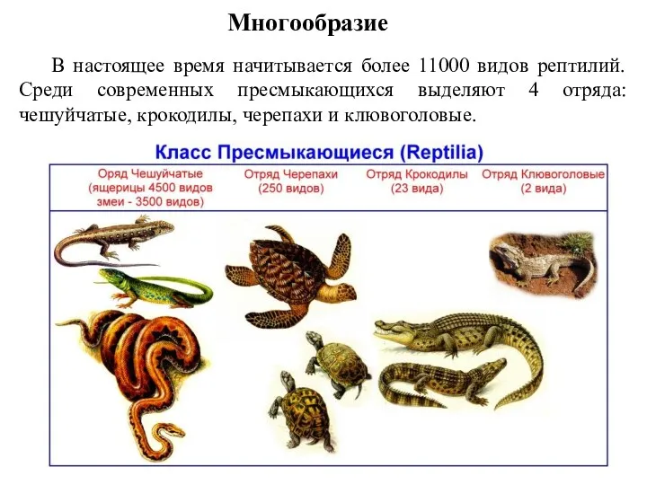 Многообразие В настоящее время начитывается более 11000 видов рептилий. Среди современных пресмыкающихся выделяют