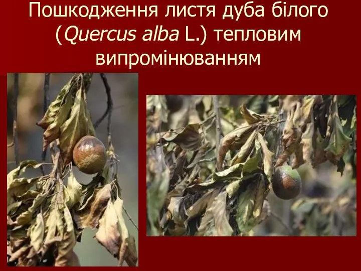 Пошкодження листя дуба білого (Quercus alba L.) тепловим випромінюванням