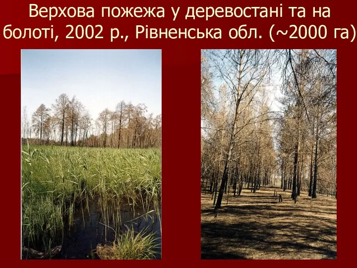 Верхова пожежа у деревостані та на болоті, 2002 р., Рівненська обл. (~2000 га)