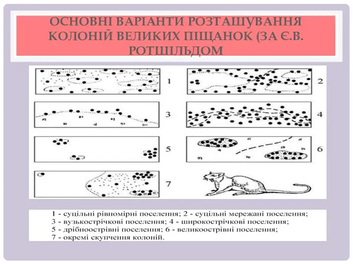 ОСНОВНІ ВАРІАНТИ РОЗТАШУВАННЯ КОЛОНІЙ ВЕЛИКИХ ПІЩАНОК (ЗА Є.В.РОТШІЛЬДОМ