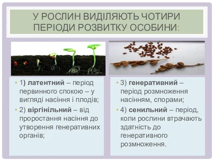 У РОСЛИН ВИДІЛЯЮТЬ ЧОТИРИ ПЕРІОДИ РОЗВИТКУ ОСОБИНИ: 1) латентний – період первинного спокою