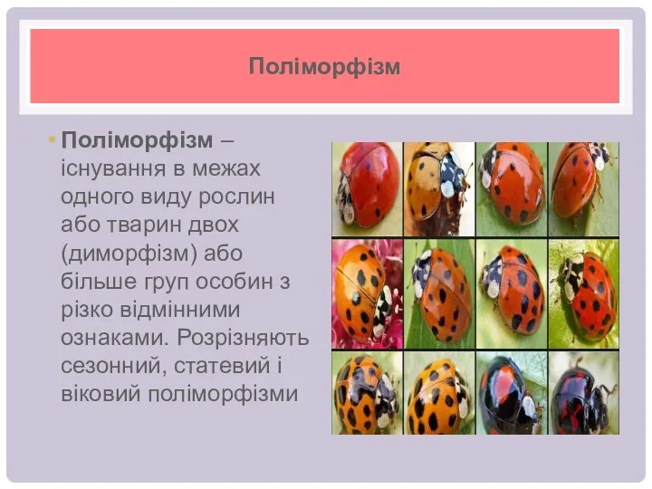 Поліморфізм Поліморфізм – існування в межах одного виду рослин або тварин двох (диморфізм)