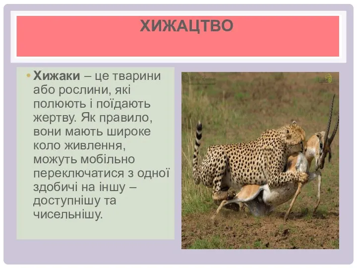 ХИЖАЦТВО Хижаки – це тварини або рослини, які полюють і поїдають жертву. Як