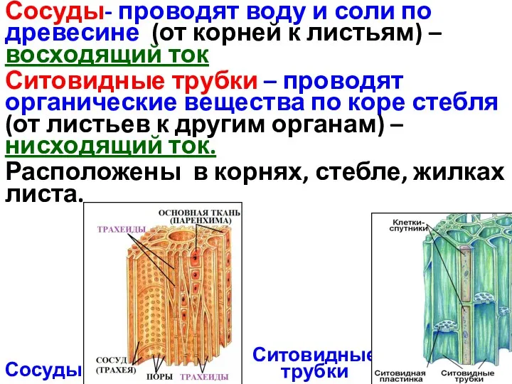 Сосуды- проводят воду и соли по древесине (от корней к