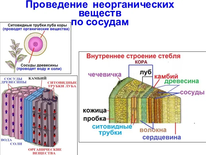 Проведение неорганических веществ по сосудам