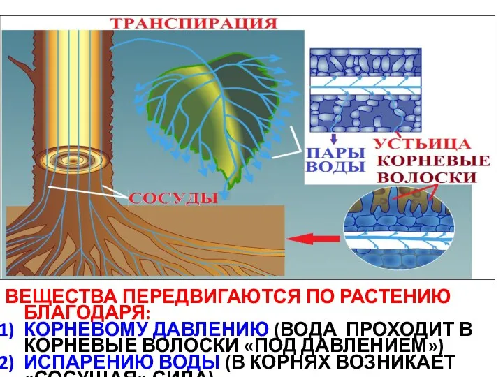 ВЕЩЕСТВА ПЕРЕДВИГАЮТСЯ ПО РАСТЕНИЮ БЛАГОДАРЯ: КОРНЕВОМУ ДАВЛЕНИЮ (ВОДА ПРОХОДИТ В