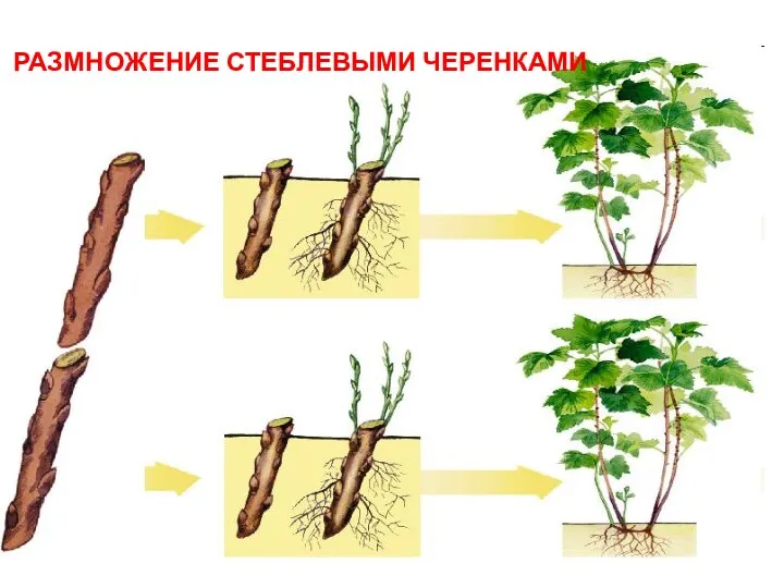 РАЗМНОЖЕНИЕ СТЕБЛЕВЫМИ ЧЕРЕНКАМИ